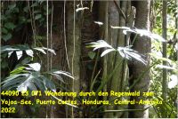 44090 23 071 Wanderung durch den Regenwald zum Yojoa-See, Puerto Cortes, Honduras, Central-Amerika 2022.jpg